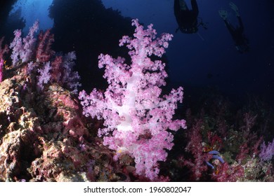 Purple Soft Coral High Res Stock Images Shutterstock