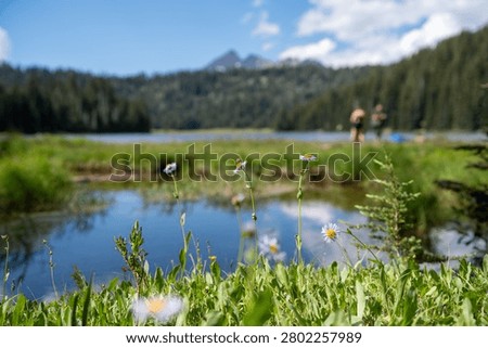 Close-up of purple subalpine fleabane aster wildflowers blooming on a green grassy meadow beside Todd Lake in Oregon.