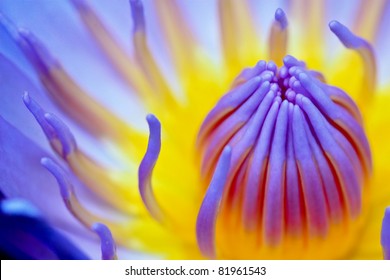 Closeup purple waterlily pollen