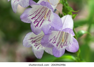 Closeup Of Purple And White Beard Tongue Flowers