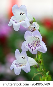 Closeup Of Purple And White Beard Tongue Flowers