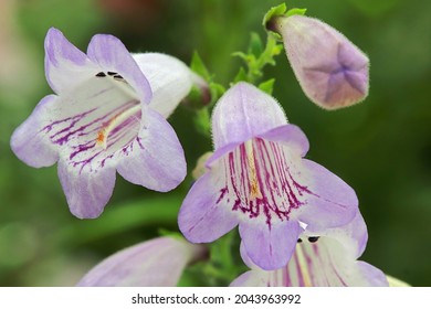 Closeup Of Purple And White Beard Tongue Flowers