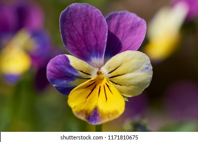 Closeup of a purple yellow blooming violin in the garden