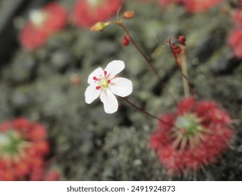 A close-up of pygmy Drosera flowers, their delicate petals and tiny, glistening dew drops capturing the beauty and intricacy of this carnivorous plant species - Powered by Shutterstock