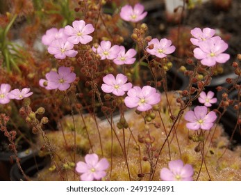 A close-up of pygmy Drosera flowers, their delicate petals and tiny, glistening dew drops capturing the beauty and intricacy of this carnivorous plant species - Powered by Shutterstock