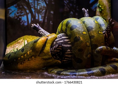 Close-up Of Python Eating Pig 