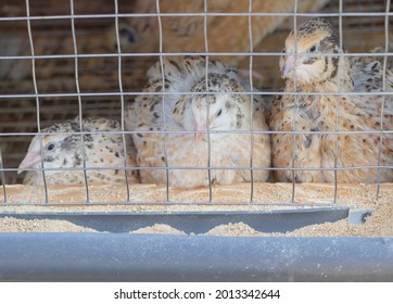 Closeup of Quail hens in the cage.