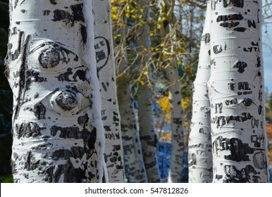 Closeup Of Quaking Aspen Trunks And Barks