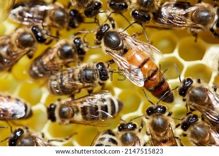 close-up of a queen bee with a mark on its back, sitting on a honey yellow honeycomb. On the female wings, eyes, paws are visible. Queen of beehives