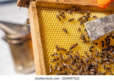 Close-up Of A Queen Bee On Her Hive With More Bees, Pointed Out By The Working Spatula