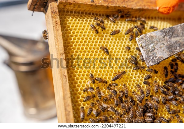 close-up of a queen bee on her hive with\
more bees, pointed out by the working\
spatula
