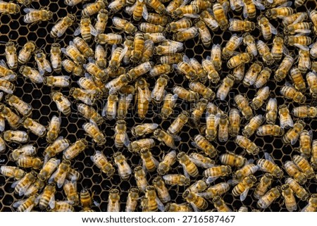 Close-up of queen bee surrounded by numerous bees producing healthful honey in honeycombs nestled in beehive.