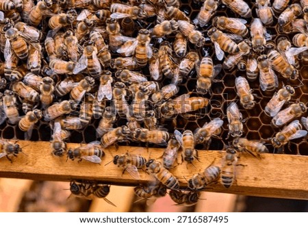 Close-up of queen bee surrounded by numerous bees producing healthful honey in honeycombs nestled in beehive.