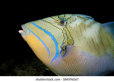 Close-up Of Queen Triggerfish