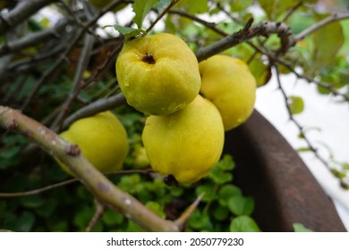 Close-up the Quince foliage and ripening fruit. - Powered by Shutterstock