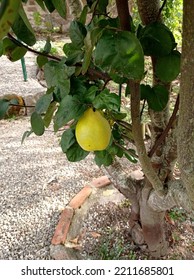 Close-up Of A Quince That Hasn't Lost Its Down Yet And Is Just Starting To Turn Yellow. For The Moment, Promise Of A Good Harvest For Jelly And Quince Paste. In Our Garden In October 2022. La Clayette