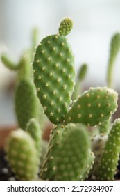 Close-up Rabbit Bunny Ear Cactus In Pot.