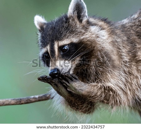 Closeup of a raccoon with paws together after eating from a bird feeder.