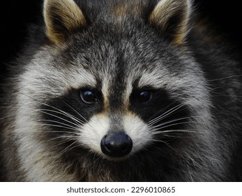 A closeup of a raccoon's (Procyon lotor) face, on a black background
