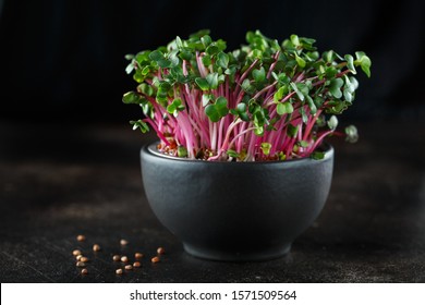 Close-up of radish micro greens - green leaves and purple stems. Sprouting Micro herbs. Seed Germination at home. Vegan and healthy eating concept. Sprouted Radish Seeds, Micro greens. Growing sprouts