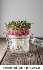 Close-up of radish Micro herbs - green leaves and purple stems. Sprouting Microgreens. Seed Germination at home. Vegan and healthy eating concept. Sprouted Radish Seeds, Micro greens. Growing sprouts.