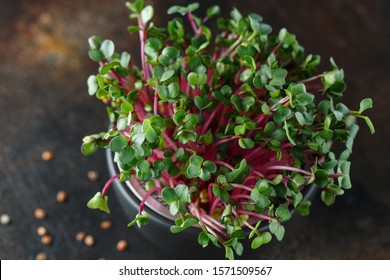 Close-up Of Radish Microgreens - Green Leaves And Purple Stems. Sprouting Micro Herbs. Seed Germination At Home. Vegan And Healthy Eating Concept. Sprouted Radish Seeds, Micro Greens. Growing Sprouts.