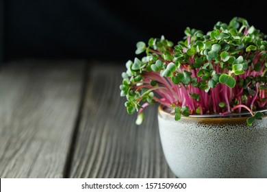 Close-up of radish microgreens - green leaves and purple stems. Sprouting Microgreens. Seed Germination at home. Vegan and healthy eating concept. Sprouted Radish Seeds, Micro herbs. Growing sprouts.