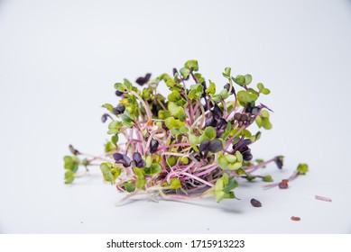 Close-up of radish microgreens - green leaves and purple stems. Sprouting Microgreens. Seed Germination at home. Vegan and healthy eating concept. Sprouted Radish Seeds, Micro greens. Growing sprouts.
