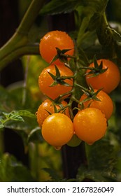 Close-up Of Rain Drenched Yellow Tomatoes On The Plant