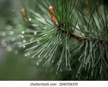 Close-up of rain drops on a pine tree branch. Blurred background. Moody atmosphere of a rainy day. 
				