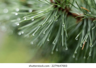 Close-up of rain drops on a pine tree branch. Blurred background. Moody atmosphere of a rainy day.  - Powered by Shutterstock