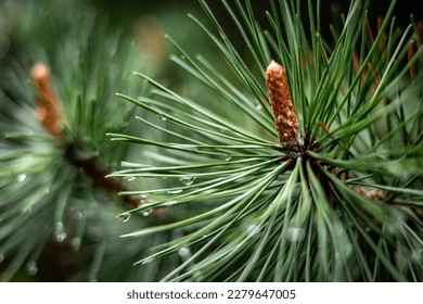 Close-up of rain drops on a pine tree branch. Blurred background. Moody atmosphere of a rainy day. 