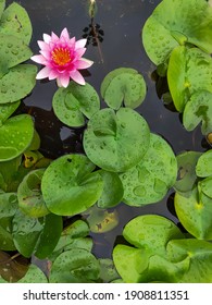 Close-up the rain drops water of beautiful Pink and red water lily or Lotus flower) with leaf in pond