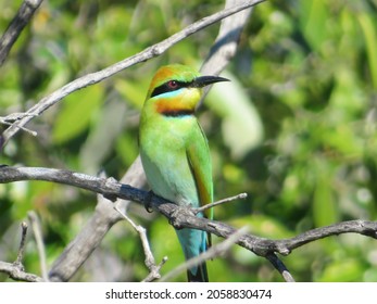 A closeup of a Rainbow Bee Eater perched on mangroves in Bowen, Queensland, Australia