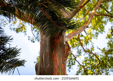 A Closeup Of A Rainbow Eucalyptus Tree