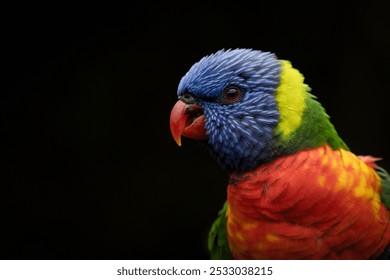 Close-up of a Rainbow lorikeet parrot (Trichoglossus moluccanus) - Powered by Shutterstock