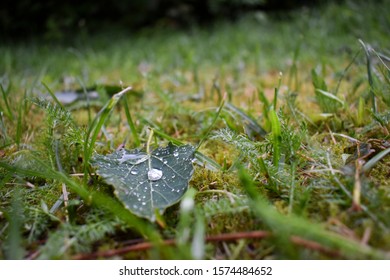 Close-up of a raindrop on an aspen tree leaf that fell in soft grass