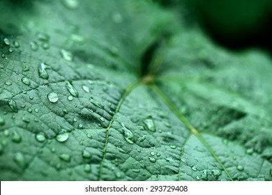 Closeup Of Raindrops On Grape Leaves