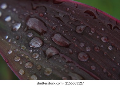 Closeup Raindrops On The Leaves.
