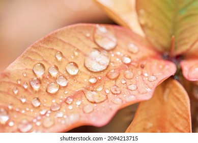 Close-up Of Raindrops On Pastel Salmon-pink Leaves As Wallpaper, Symbol Of Natural Fragrance