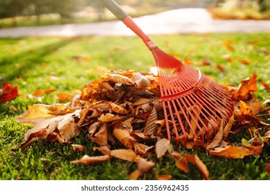Close-up of a rake picking up fallen leaves in autumn. Man with a fan rake clears the yellow leaves from the park. Concept of volunteering, cleaning, ecology.