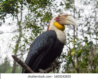 Close-up of Rangkong or Julang Emas, also known as Wreathed Hornbill (Rhyticeros undulatus).