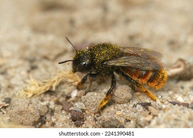 Closeup of the rare female two colored mason bee , Osmia bicolor sitting on the ground covered with pollen - Shutterstock ID 2241390481