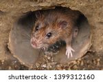 Closeup of a rat looking toward the camera from sewer