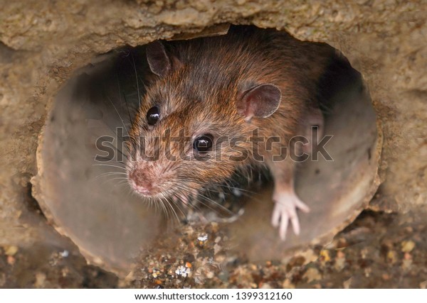 Closeup Rat Looking Toward Camera Sewer Stock Photo (Edit Now) 1399312160