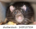 Close-up of a rat looks out of his refuge, symbol of 2020
