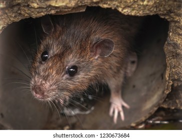 Closeup Of Rat On A Sewer 