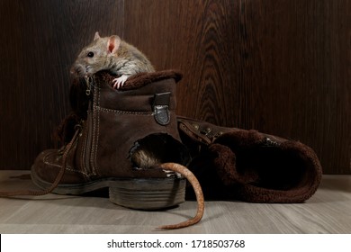 Close-up A Rat Sits In Ragged Brown Boot On The Gray Floors. The Tail Protrude From Hole. The Concept Of Rodent Control.