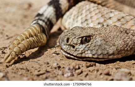 Closeup Of Rattlesnake Head And Tail