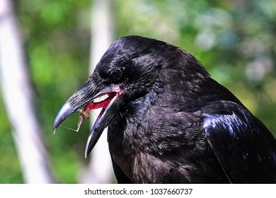 Closeup Of A Raven Catching A Fly On Its Sticky Tongue